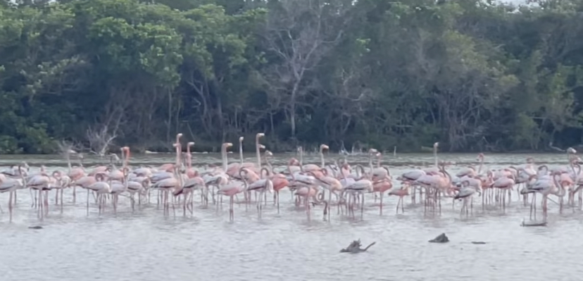 Flamingos en la ciénaga de Sisal