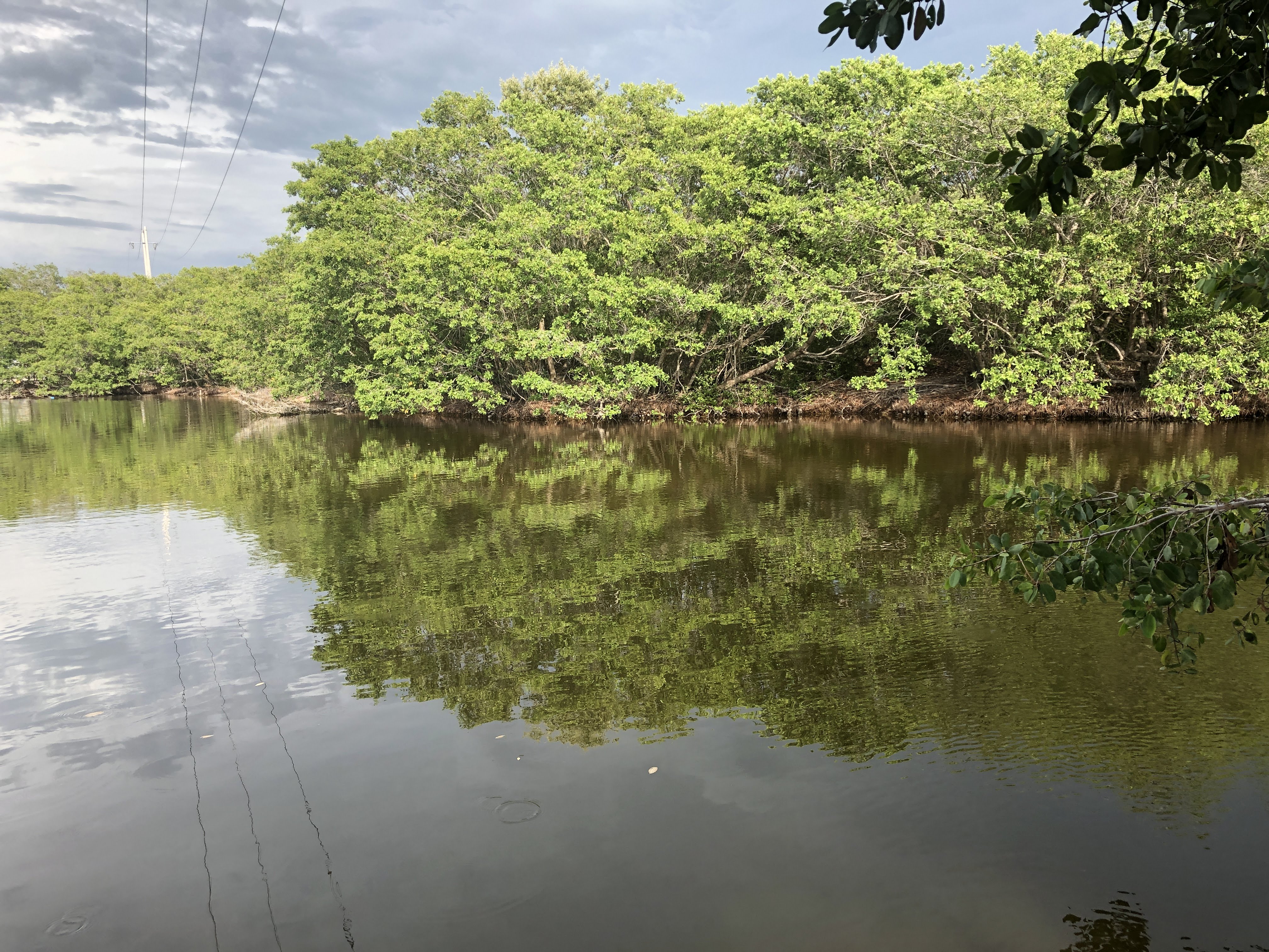 Ciénaga de Sisal