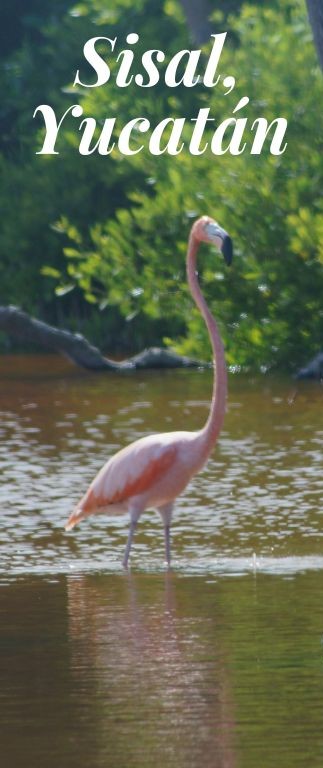 Flamingos en la zona de Sisal