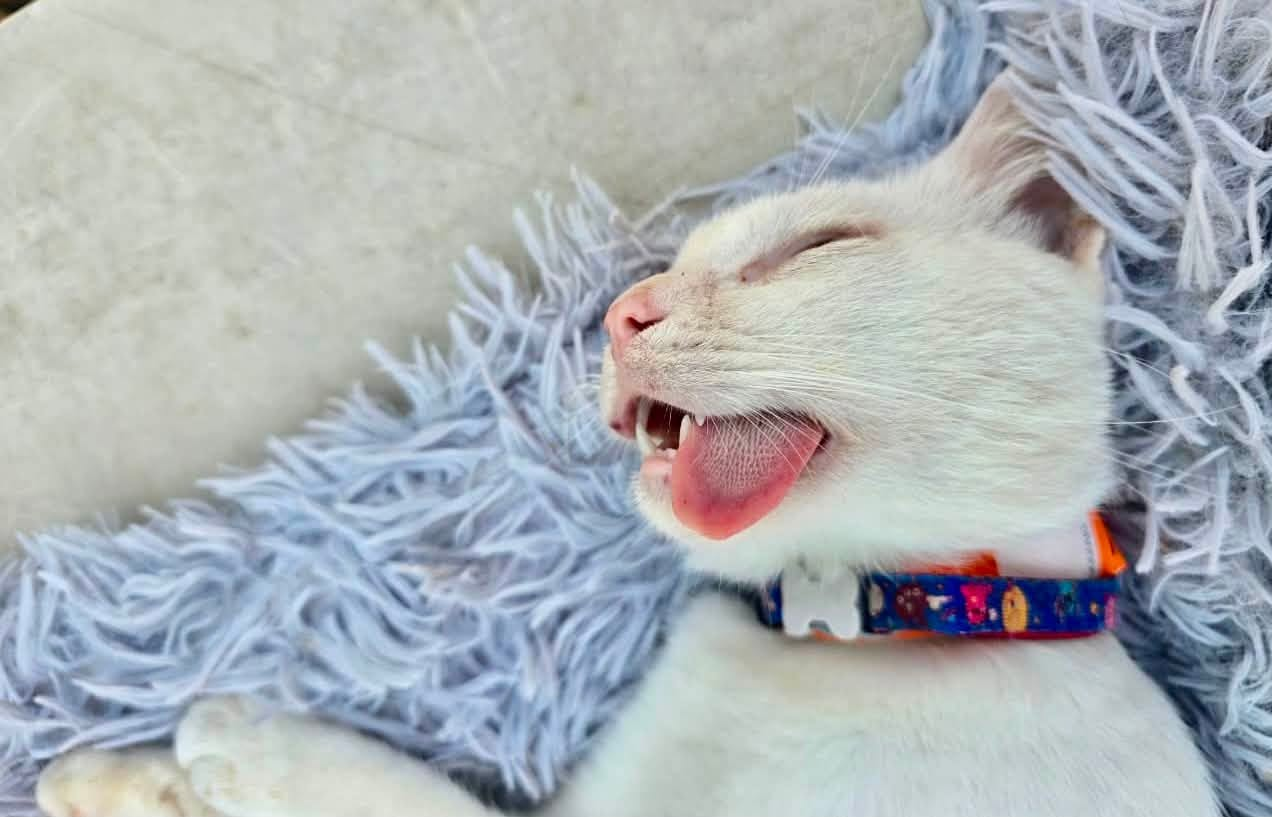 Gatito descansando durante una jornada comunitaria en Sisal