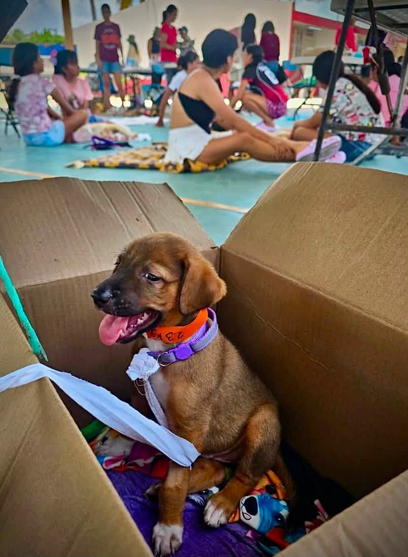Perrito dentro de una caja durante la jornada comunitaria en Sisal