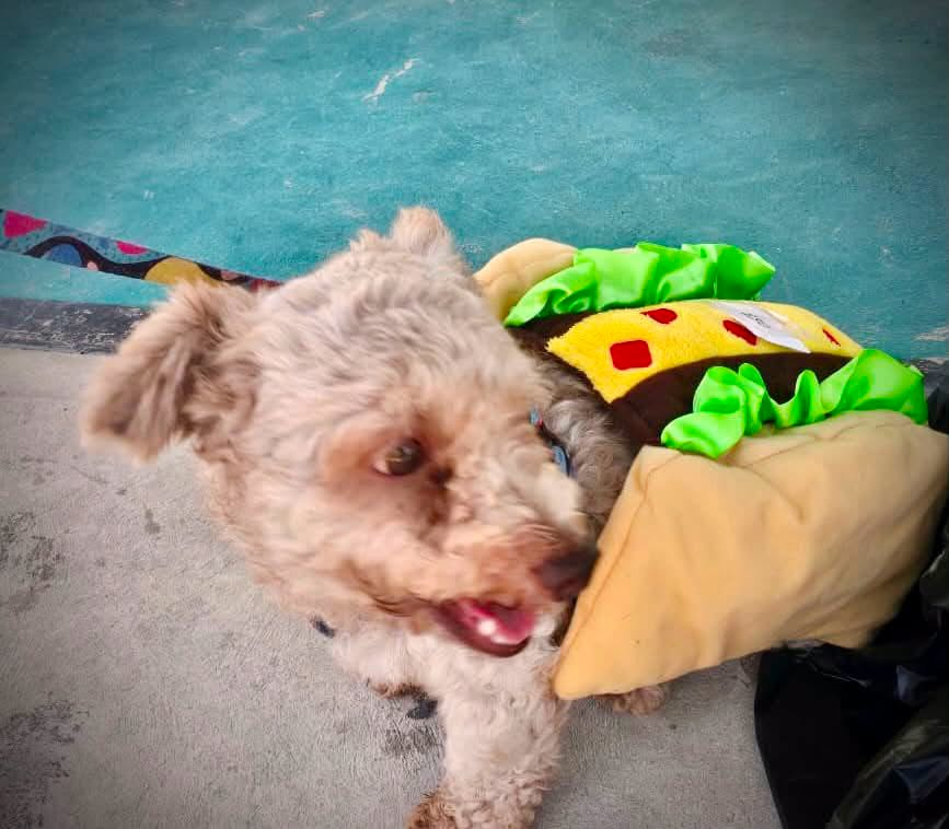 Perrito pequeño usando un disfraz durante la jornada
