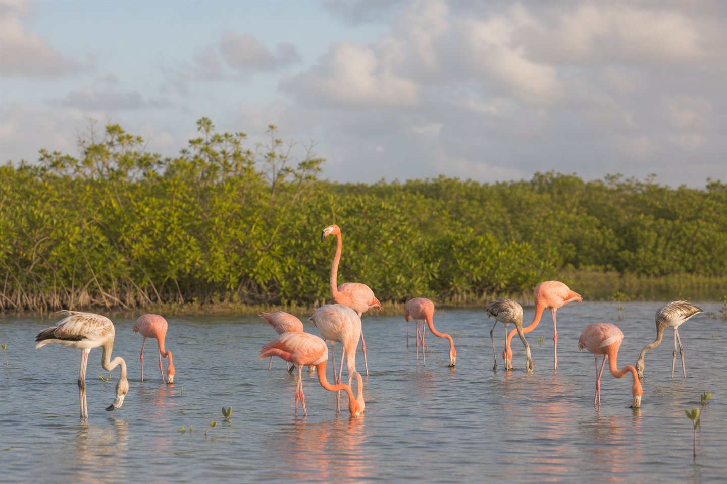 Flamencos americanos en un humedal con manglar